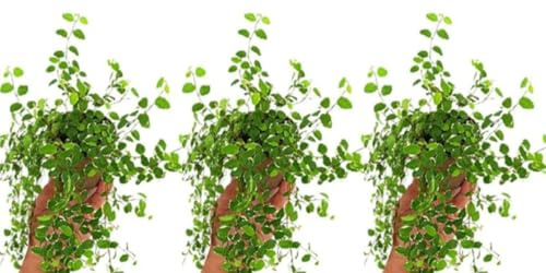 Pack de 3 Plantas Ficus Pumila White, 15-20 cm. Planta trepadora de interior con hojas verdes y bordes blancos, decorativa. Segura Garden.