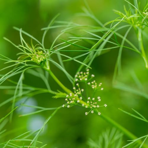 cerfoglio esotiche da balcone rialzate cerfoglio sostenibili aromatiche da giardino organiche per la copertura del terreno d'appartamento rare aromatiche 50semi