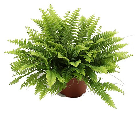 Helecho de Interior DECOALIVE para la Casa o la Oficina