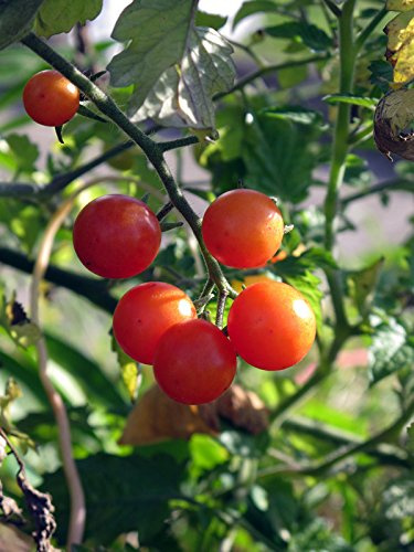 Röd vild tomat 'Red marble' (Solanum pimpinellifolium) ekologisk 10 frön