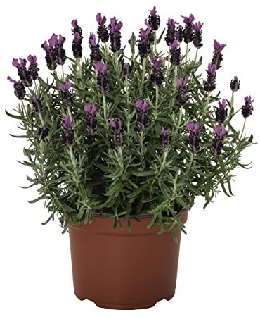 Lavandula Stoechas Planta con Flor Natural para la Casa