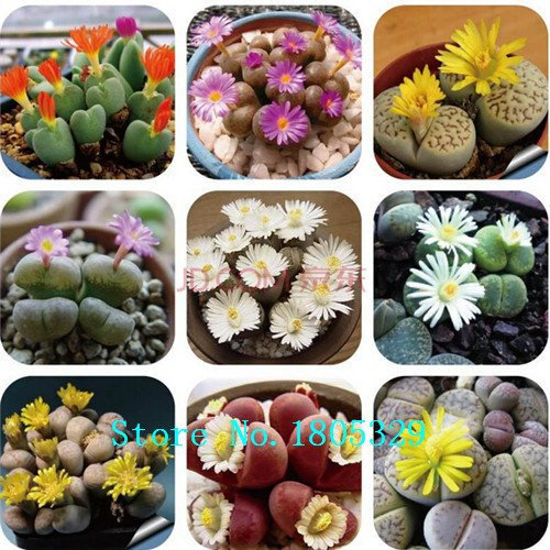 Day Lily Daylily Seeds Hemerocallis Primal Scream Seeds Hemerocallis Fulva Day-lily Orange Flower Seeds Ground Cover Plants: Only seeds