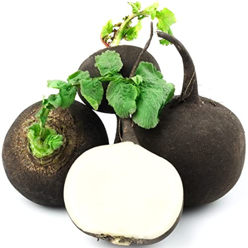Welldales 50 Spanish Black Large Radish Seeds Round Heirloom Winter Vegetable to Grow