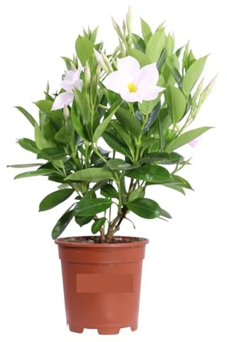 Dipladenia Bianca | Mandevilla Pianta Rampicante Fiorita da Esterno | Fioritura Lunga e Abituale | Ideale per Balconi, Terrazzi, Grigliati | Facile da Coltivare