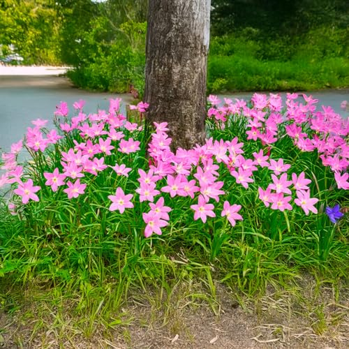 Bulbi da Fiore (15 X Zephyranthes carinata - Habranthus robustus)