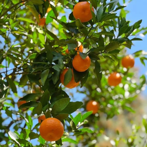 Orangenbaum Samen, obstbaum, bonsai samen Mandarinenbaum Winterhart Samen, obst samen, frisches obst gartenpflanzen winterhart mehrjährig balkonpflanzen winterhart obstsamen, pflanzen 30pcs