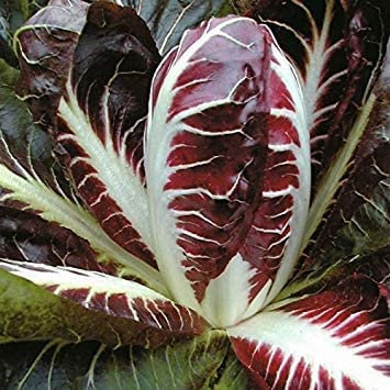 Germinazione I Semi: 100 - Semi: Semi Radicchio, Rossa di Treviso-Deep Brillante Red- boccone saporito alle insalate!:Seeds