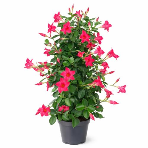 Exotenherz Mandevilla Dipladenia – Flor de embudo – Forma pirámide – Maceta de 17 cm – aprox. 65 – 70 cm – Rosa
