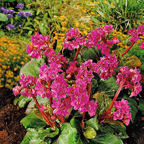 Bergenie 'Purpurea' Wickelwurz (Bergenia cordifolia) - 3 Pflanzen