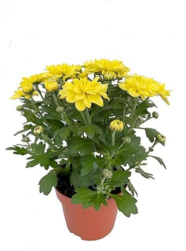 Planta Natural Flores Amarillas Margarita Chrysanthemum Crisantemo Amarillo Planta Viva