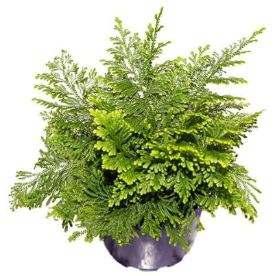 Descubre la Magia de Selaginella Natural - Planta del Dinero