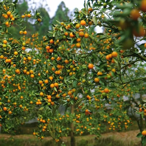 Semillas de la de kumquat - fresca jardín rocas balcón para lugares soleados columnar exterior jardín semillas raras columnares 35pcs