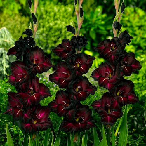 Bulbi Fiori Perenni da Esterno - 10 Bulbi Gladiolo Nero - Piante e fiori esclusivi dall’Olanda - per giardino e vaso (grandi, non semi, non artificiali)