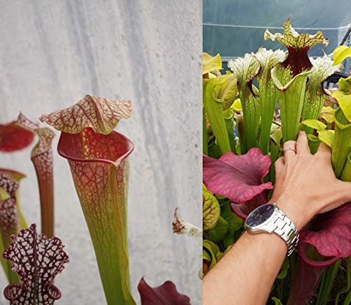 Portal Cool 94) paquete de semillas del Sarracenia 2018, las plantas carnívoras raras:Seeds Only