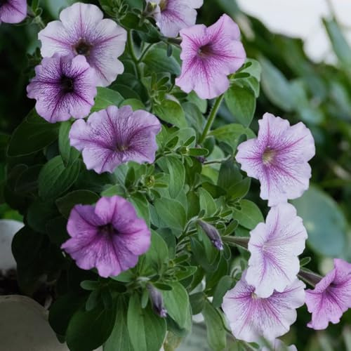 semi di petunia - perenni resistenti esterni giardino pieno sole balcone 600pcs