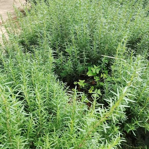 120 piezas semillas de romero perenne resistente semillas interior de balcón resistentes jardín