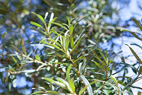 Sanddorn Hippophae rhamnoides Pollmix 60-100 cm winterhart
