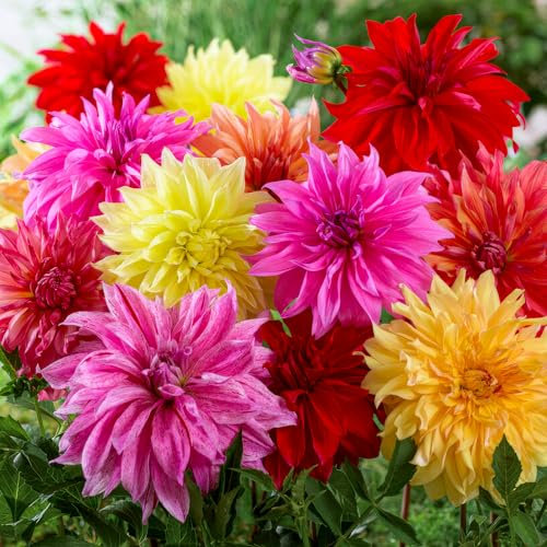 FLORIUM Dahlias Collection géante DinnerPlate (5 bulbes), mélange exclusif des Pays-Bas, 5 variétés et couleurs, décoration vivace, pour jardin, balcon (pas de graines, non résistantes à l'hiver)