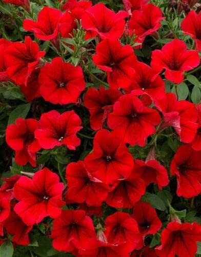 50 Seeds of Petunia Cascading GRANDIFLORA F1 - Showers RED