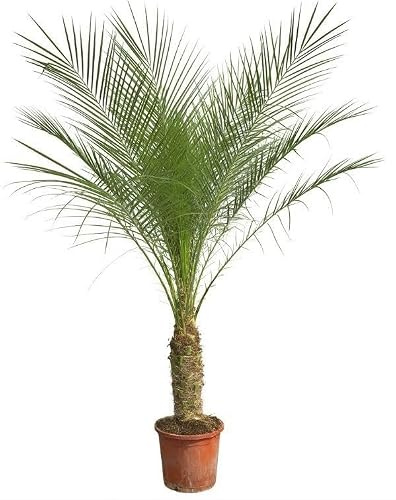 Phoenix Roebelenii på handtag – 190–200 cm – Ädel dvärgdadelpalm för inomhus- och utomhusbruk – exotisk palm med befjädrade blad – tropisk prydnadsväxt