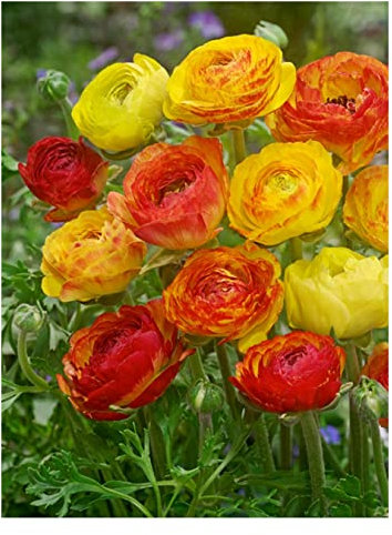10 x Ranunculus Picotee Orange Spring Summer Flowering Bulbs Persian Buttercup Aviv Cut Flowers Hardy Corms Size 6/7