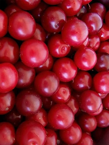 Cherry Plum Tree Seeds for Planting - Prunus cerasifera - Popular Outdoor Tree or Bonsai (10 Seeds)