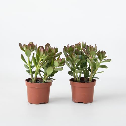 Plant in a Box - Arbre à jade - Lot de 2 - Crassula ovata - Hauteur 15-25cm - ø12cm - Succulent - Vert