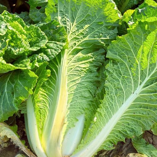 cavolo cinese, semi di pak choi, invernali esotico resistenti aromatiche da giardino giardino sul balcone vecchie varietà di verdi 600pcs