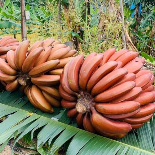 semillas de plátano Árbol de plátano balcón jardín raro invernaderos balcón semillas en espaldera 50pcs