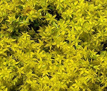 vegherb Sedum Jaune Orpin Sedum Ellacombianum - 200 graines en Vrac