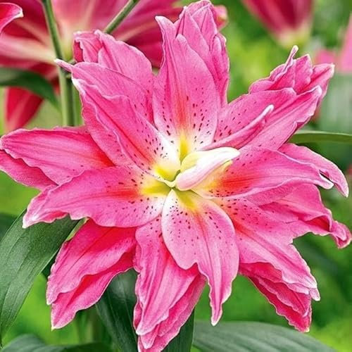 Lilienzwiebeln Baumlilie Riesenlilien Volle Lilie Lilium Zwiebeln Onion Knollen Winterhart Frische mehrjährig duftenden Prachtblüten Hochgewachsene Lilie (volle Roselily Julia)