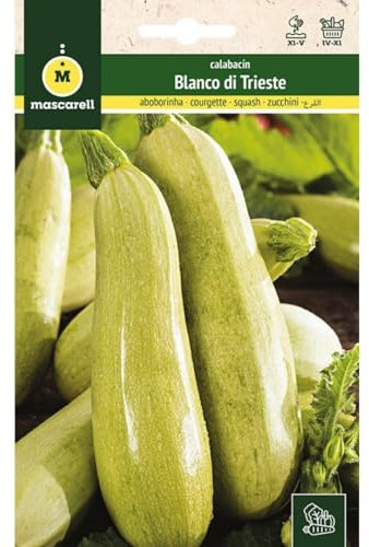 Mascarell Semillas, CALABACÍN, Semillas Huerto, CALABACÍN BLANCO DI TRIESTE, Crea tu Propio Huerto Urbano y Cultivo en Casa, Plantas Hortícolas, 8 Gramos