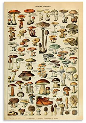 Vintage Pilz-Poster,Pilz-Wand-Kunstdrucke,rustikale Pilz-Ästhetik,Raumdekoration,Vintage Poster Antike Kunst Poster für Wohnzimmer,Büro,Klassenzimmer,Schlafzimmer,Esszimmer, Dekoration,ungerahmt