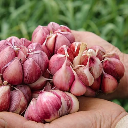 Semillas de ajo - ajo para plantar, exóticas semillas jardín rocas resistentes balcón invernadero raras para camas elevadas 150pcs