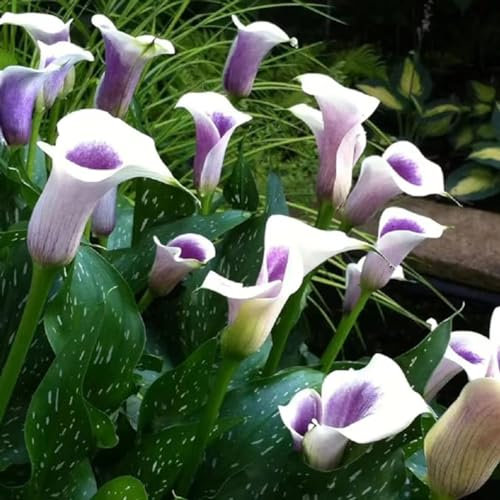 Calla zwiebeln,winterharte,calla lily,calla zwiebeln winterhart mehrjährig,calla outdoor,calla knollen angebot,calla pflanze knolle,calla pflanze echt,calla lily plants live.-2zwiebeln-B