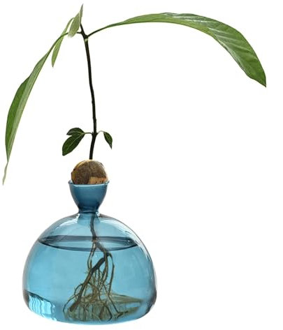 Light Bulb Avocado Vase Glass Acorn Vase for Flowers, Rearing Glass for Avocados and Chestnuts, Terrarium Jar Planter with Wooden Shelf Stand Holder for Greenwater Plants Fit for Home Kitchen Table