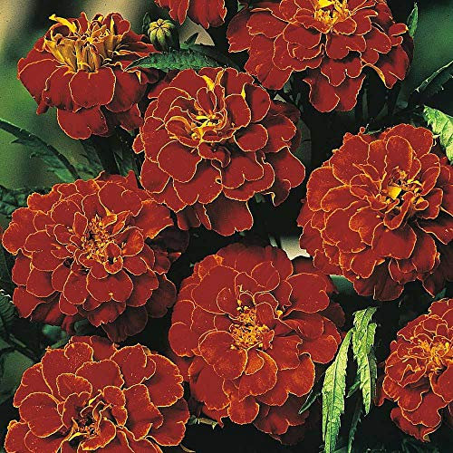 Marigold ‘Scarlet Sophie’ (Tagetes Patula) 1 Packet (100 Seeds) by Thompson and Morgan