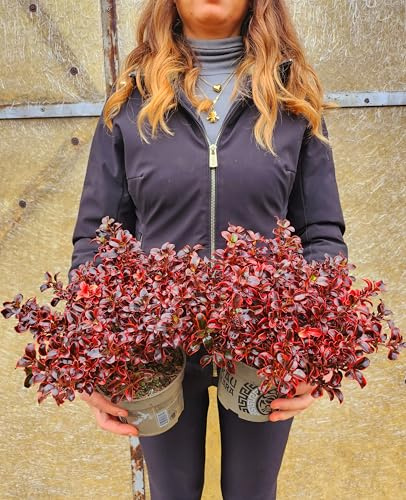 POWERS TO FLOWERS - COPROSMA ROSSA, 2 PIANTE, vaso 13cm diametro, piante vere