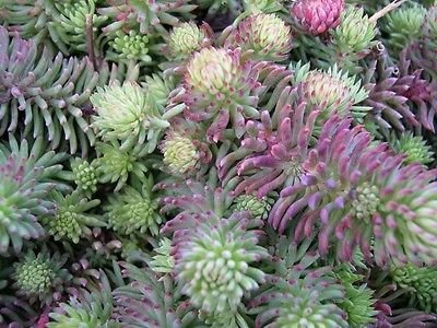 50 + Semi Sedum Oráculo Perenne Fiore