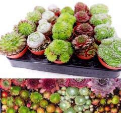 Sempervivum Plant Mix - 3 Plants - Hardy Indoor Houseleeks in 5.5cm Pots