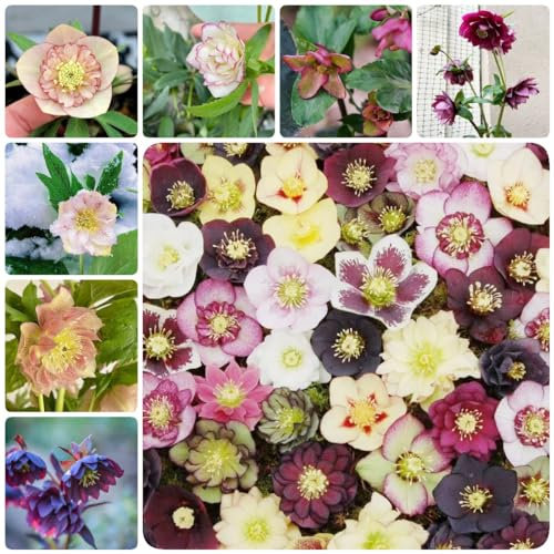 350 pcs christrosen pflanzen winterhart samen plant bodendecker winterhart mehrjährig gartenblumen nachhaltige produkte blumendeko gartenarbeit winterharte pflanzen für garten bienen