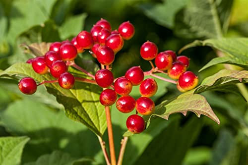 Viburnum opulus 100-150 cm – Winterhart, Mehrjährig, Pflegeleicht – Gewöhnlicher Schneeball – Heckenpflanze für Garten & Sichtschutz