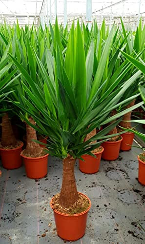 POWERS TO FLOWERS - YUCCA MAYA A TRONCO GROSSO, ALTEZZA 80CM, TRONCO A ZAMPA D'ELEFANTE, Tronchetto della felicità, pianta vera