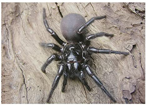 10x Stronghold Tierauflage - Spinne - 30 x 42 cm - wasserabweisend/reißfest