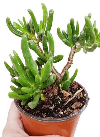 Crassula ovata “Gollum” succulenta con foglie cilindriche - vaso Ø10 cm