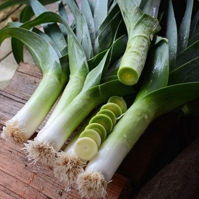 100 semi-organici di Megaton Porro convenzionali e biologici