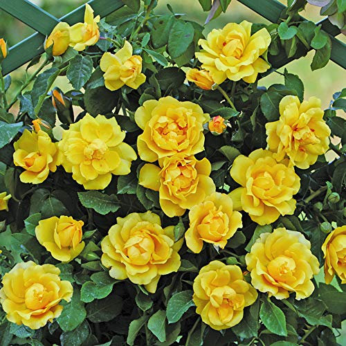 Golden Gate®, rosa rampicante in vaso di Rose Barni®, pianta rifiorente a mazzi, h. raggiunta fino a 5 metri, pianta di rosa resistente alle malattie, leggermente profumata, cod.18031