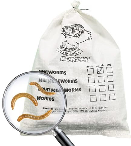 Livefoods4u Live Mealworm 250g Bag (20-30mm) - Live Food for Reptiles & Garden Birds - Regular Mealworm