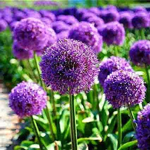 6 Stück Allium birnen Geheimnisvolle lila Allium giganteum Gartenblumen bereit zu pflanzen Spring Bloom Outdoor Garden Farm Dekoration