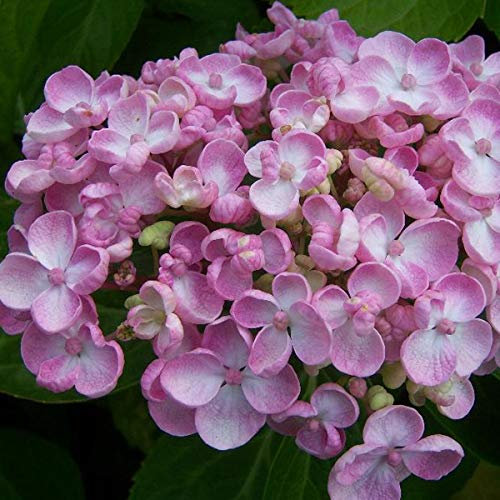 Bauernhortensie 'Ayesha' - Hydrangea Macrophylla 'Ayesha' - 25-30 cm Topf - Zarte Blüten, kompakte Form